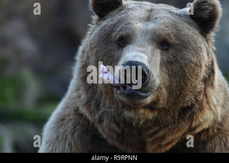 Madrid, Madrid, Espagne. Dec 27, 2018. Un ours brun vu l'attente pour l'alimentation à la Madrid zoo.L'ours brun (Ursus arctos) est le plus grand carnivore terrestre. Dans la faune il est distribué à travers la majeure partie de l'Eurasie du Nord et en Amérique du Nord. Il reste sur la liste des espèces moins préoccupantes par l'UICN et la population totale est d'environ 200 000. Crédit : John Milner SOPA/Images/ZUMA/Alamy Fil Live News Banque D'Images