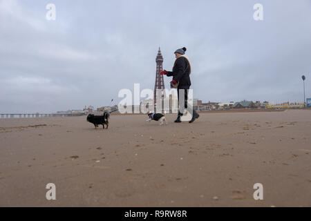 Blackpool, Royaume-Uni. 28 Dec, 2018. Météo nouvelles. Une femme entre ses chiens le long de la plage en face de la tour de Blackpool ce matin, avec chapeau, gants et manteau requise comme une brise fraîche souffle en provenance de la mer. Crédit : Gary Telford/Alamy Live News Banque D'Images