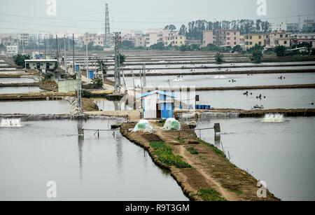 06 décembre 2018, de la Chine, Canton (Guangzhou) : Vue sur une ferme piscicole. Photo : Britta Pedersen/dpa-Zentralbild/ZB Banque D'Images