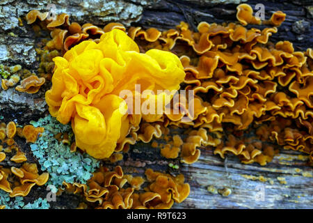 Cerveau jaune champignon, Tremella mesenterica sur dead tree trunk Banque D'Images