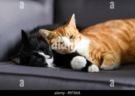 Deux chats câlins ensemble sur une chaise à la maison. Banque D'Images