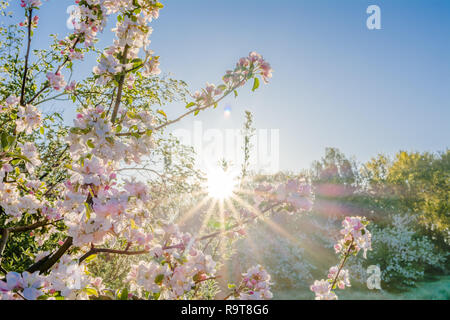 Belle matinée avec sun shining through cherry blossom in jardin de printemps, la direction générale de fleurs avec des fleurs roses de sakura Banque D'Images