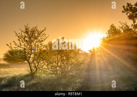 Une nature magnifique au lever du soleil. Rayons de soleil à travers des arbres sur pré. Paysage naturel au printemps la lumière du soleil du matin. Banque D'Images