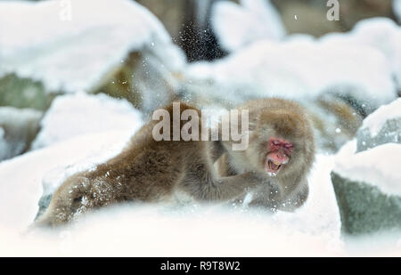 Deux macaques japonais se bat dans la neige. Le macaque japonais ( Nom scientifique : Macaca fuscata), également connu sous le nom de snow monkey. L'habitat naturel, win Banque D'Images