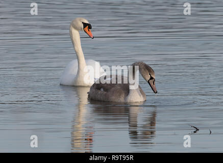 Cygne muet avec de jeunes adultes (Cyngnus olor) Banque D'Images