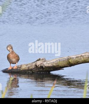 Canard colvert femelle Banque D'Images