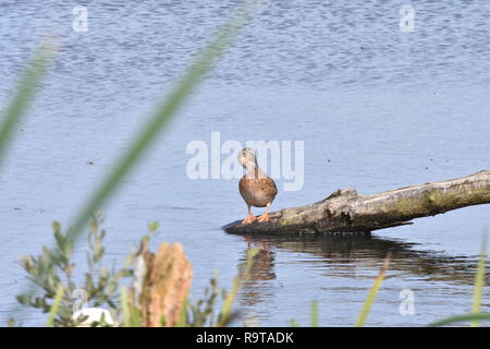 Canard colvert femelle Banque D'Images