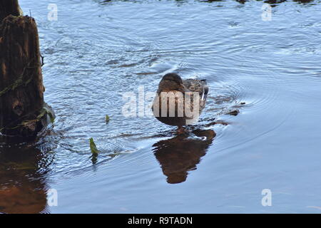 Canard colvert femelle Banque D'Images