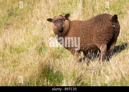 Moutons en Shetland Banque D'Images