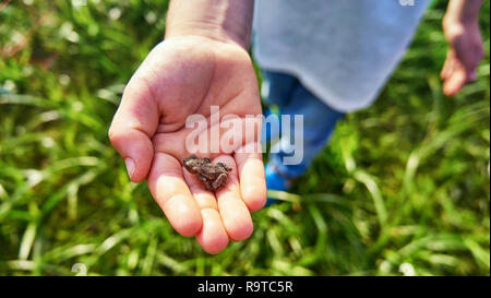 Petite grenouille verte assise sur un côté de l'enfant. Jeune grenouille sur un Palm. Photo faune photo d'amphibiens. La protection de l'environnement. Banque D'Images