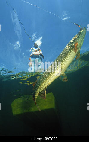 Les prises des pêcheurs à la une Le grand brochet (Esox lucius), le lac de Constance, Bade-Wurtemberg, Allemagne Banque D'Images