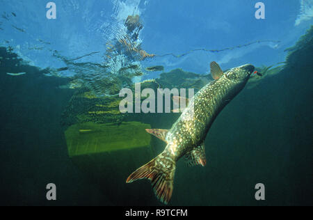 Les prises des pêcheurs à la une Le grand brochet (Esox lucius), le lac de Constance, Bade-Wurtemberg, Allemagne Banque D'Images