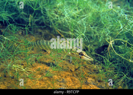 Le grand brochet (Esox lucius), qui se cache entre les plantes de l'eau pour la proie, le lac Grundl, Salzkammergut, Autriche Banque D'Images