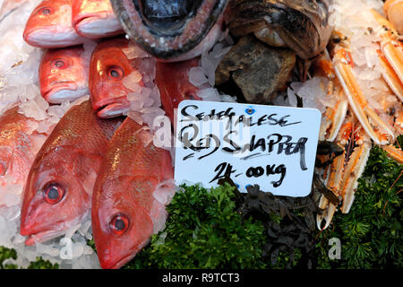 Le vivaneau rouge et le poisson sénégalais signe pour la vente sur un marché de l'Arrondissement de décrochage poissonnier en novembre dans le sud de Londres Angleterre Royaume-uni KATHY DEWITT Banque D'Images