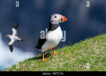 Macareux moine (Fratercula arctica) sur la falaise en colonie d'oiseaux de mer et du nord en passant par Gannett, Hermaness, Unst, Shetland, Scotland Banque D'Images