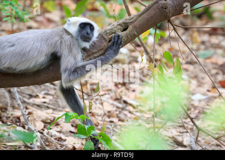 Semnopithèque Entelle gris (hector) reposant sur branche. Parc national de Corbett. Uttarakhand. L'Inde. Banque D'Images