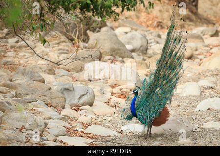 Paons Indiens de sexe masculin (Pavo cristatus) affichage. Parc national de Corbett. Uttarakhand. L'Inde. Banque D'Images