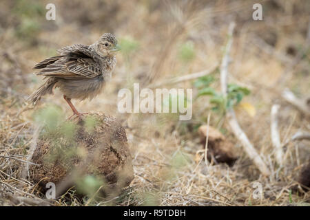 Bushlark indiennes (Mirafra erythroptera) perché sur la bouse. Parc national de Corbett. Uttarakhand. L'Inde. Banque D'Images