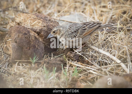 Bushlark indiennes (Mirafra erythroptera) l'alimentation. Parc national de Corbett. Uttarakhand. L'Inde. Banque D'Images