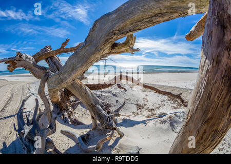 Bois flotté sur la plage du golfe du Mexique sur l'île de St George dans l'enclave ou oublié de la côte de la Floride aux États-Unis Banque D'Images