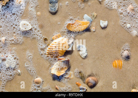 Close up d'obus sur la plage du golfe du Mexique sur St George Island, en Floride aux États-Unis Banque D'Images