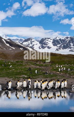 La Géorgie du Sud, Saint Andrews Bay. Accueil de la plus grande colonie de pingouins roi en Géorgie du Sud. Aptenodytes montagne dans la distance. Banque D'Images
