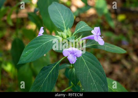 Philippine à crête (Violet) Barleria cristata - gros plan de fleurs de l'Île Pine Ridge Natural Area, Davie, Floride, USA Banque D'Images