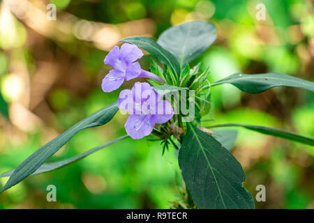 Philippine à crête (Violet) Barleria cristata - gros plan de fleurs de l'Île Pine Ridge Natural Area, Davie, Floride, USA Banque D'Images