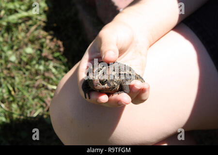 Close up d'un crapaud américain assis sur une part de Trevor, Wisconsin, États-Unis Banque D'Images