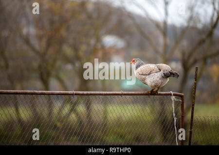 Big White et Black belle poule sur grillage sur journée ensoleillée sur red blurred paysage rural copie espace arrière-plan. Élevage de volaille, poulet Banque D'Images