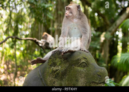 Portrait d'un Long-Tailed singe dans la forêt des singes sacrés à Ubud, Bali, Indonésie Banque D'Images