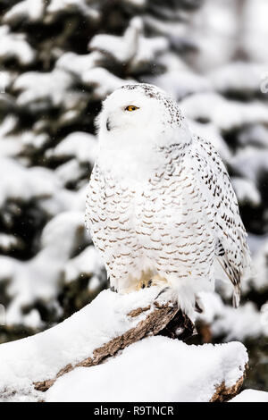 Bubo scandiacus Snowy Owl,, Manitoba, au Canada. Banque D'Images