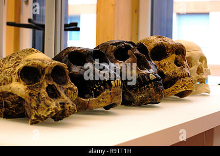 Cinq des crânes d'ancêtres humains. De gauche à droite : A. africanus, A. afarensis, H. erectus, H. neanderthalensis et H. sapiens sapiens. Réplique du crâne Banque D'Images