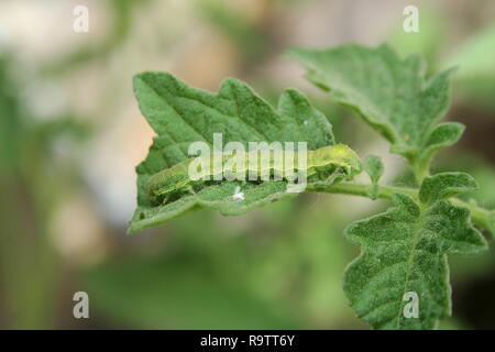 Chou blanc chenille de papillon sur la feuille d'une plante de tomate. Banque D'Images