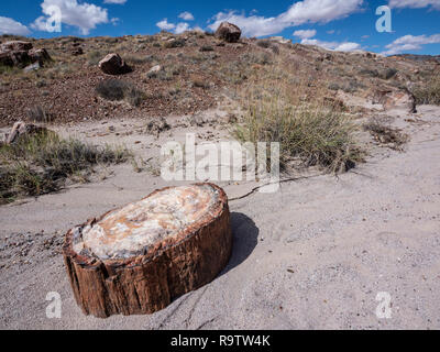 Le bois pétrifié sur la vieille route dans la zone forestière de Jasper, Parc National de la Forêt Pétrifiée, Arizona. Banque D'Images