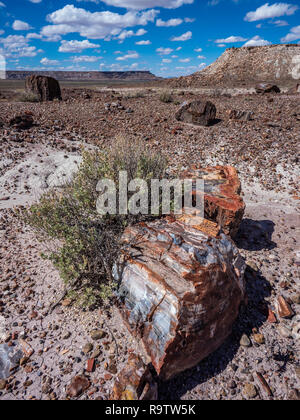 Le bois pétrifié sur la vieille route dans la zone forestière de Jasper, Parc National de la Forêt Pétrifiée, Arizona. Banque D'Images