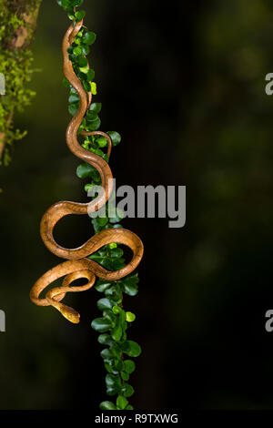 Blunt-plaine serpent Tête à Arenal, Costa Rica Banque D'Images