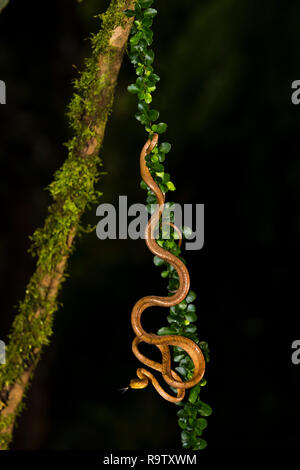 Blunt-plaine serpent Tête à Arenal, Costa Rica Banque D'Images