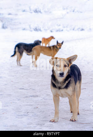 Quatre chiens errants à la recherche de nourriture, segmenler park en hiver, Ankara Banque D'Images