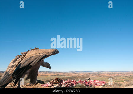 Vautour fauve Gyps fulvus, oiseau de proie, manger des charognes Banque D'Images