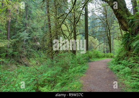 Sentier à travers la forêt tropicale au Golden et Silver Falls State Natural Area, Oregon, USA Banque D'Images