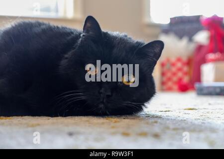 Un adulte chat noir est paresseusement étendu sur le plancher avec gifts ou cadeaux dans l'arrière-plan. Banque D'Images