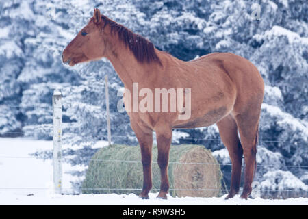 Vue latérale du cheval brun debout dans les pâturages à côté de balle de foin, avec neige au sol et derrière les arbres durant l'hiver en Alberta, Canada. Banque D'Images