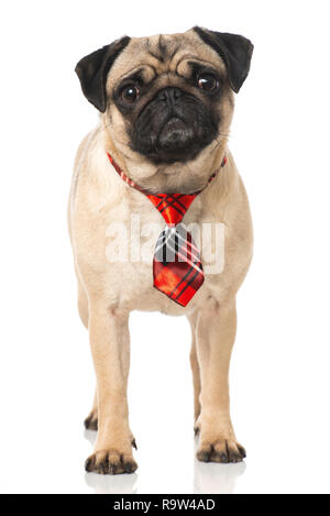 Le PUG avec une cravate isolated on white Banque D'Images