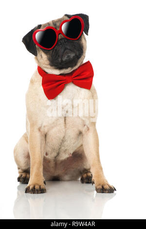 Le PUG avec une cravate isolated on white Banque D'Images