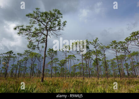 La vue depuis le sentier en boucle à l'Est de l'île des Pins dans la zone de gestion Shingle Creek près d'Orlando, en Floride, comme une tempête soudaine. Banque D'Images