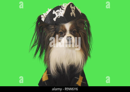 Beau chien Papillon en pirate costume sur fond vert Banque D'Images