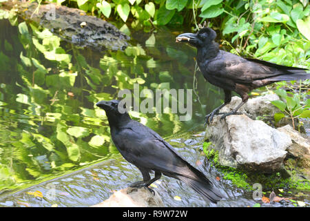 Vue latérale d'une corneille noire, Corvus corone Banque D'Images