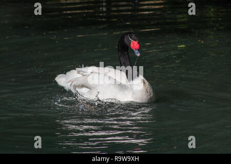 Black necked swan s'éclabousser dans l'eau, avec de l'eau tombant de son bec Banque D'Images