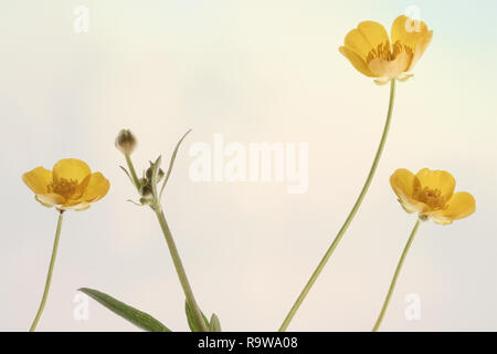 Télévision jeter photographie de fleurs renoncule jaune sur un fond pastel Banque D'Images